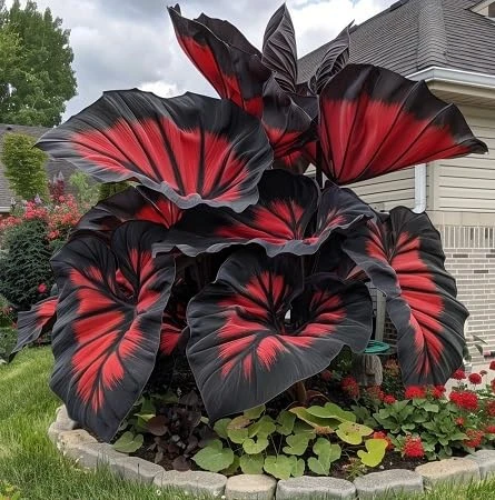 Graines de Caladium fraîches et neuves, 50 pièces
