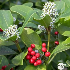 Skimmia japonica : pot 0,5 litre