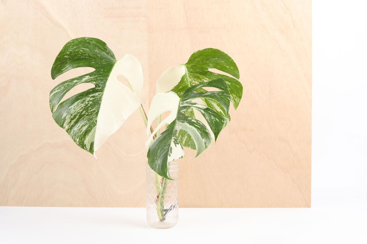 monstera deliciosa variegata