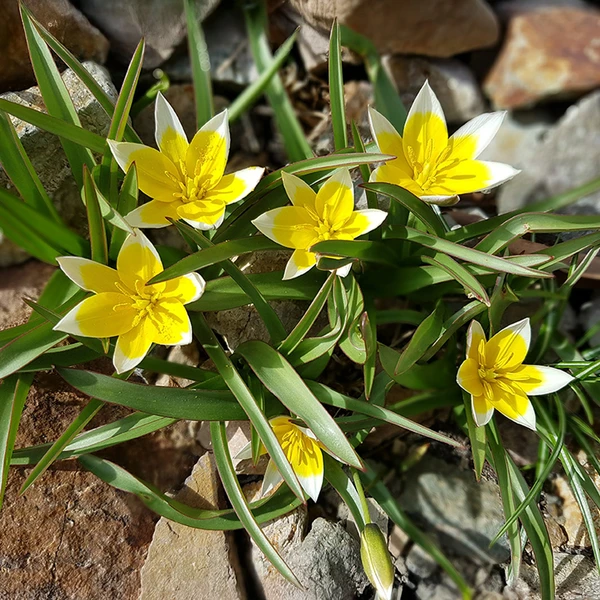 10 Tulipes botaniques Tarda