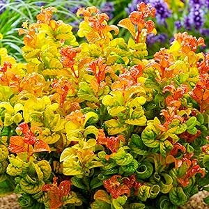 Leucothoe axillaris (17cm Pot) - Elegant Evergreen Shrub - Ideal for wooded gardens and shaded areas : Amazon.com.be: Garden