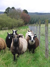 1 bélier shetland