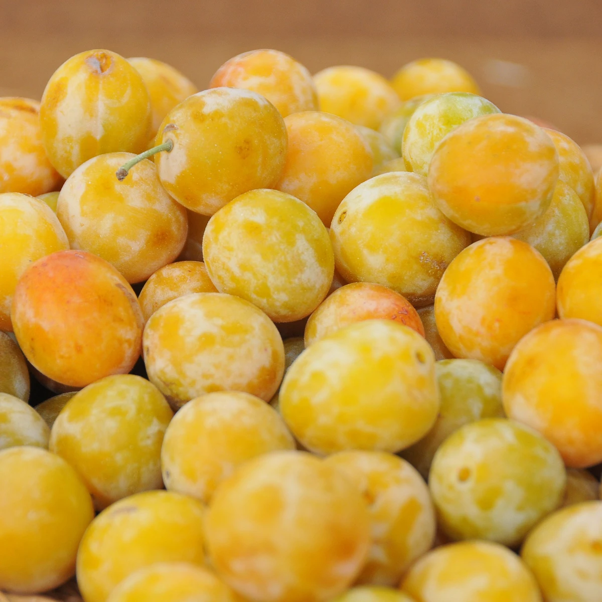 Prunier Reine-Claude d’Oullins