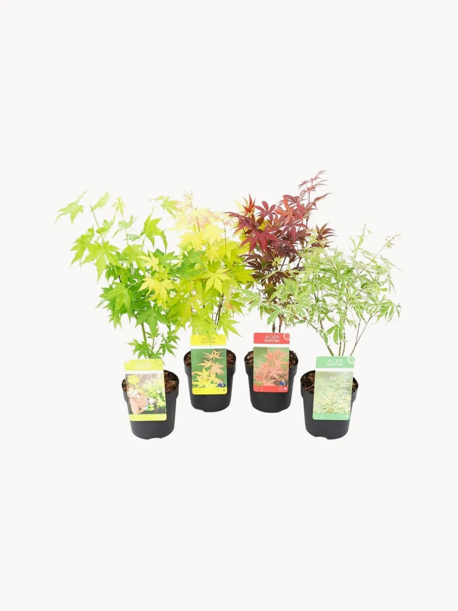 Ensemble de plantes naturelles Érable du Japon - 4 pièces