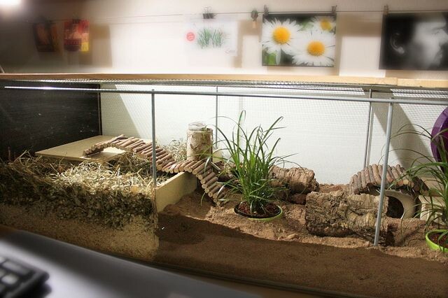 Projet Hamsters