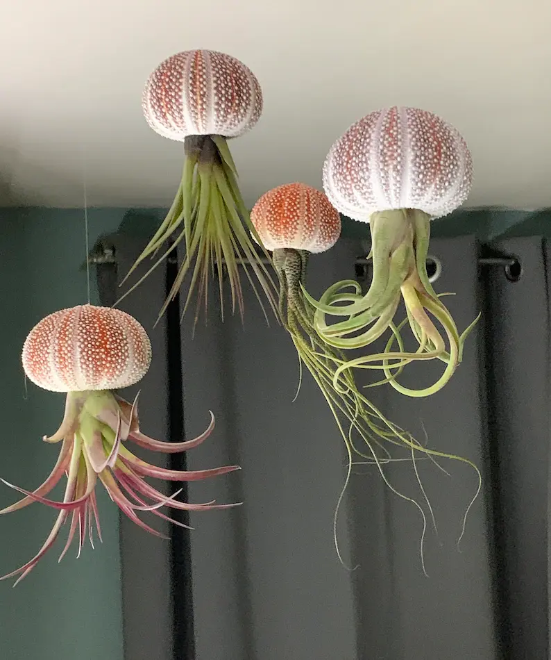 Méduse flottante dans une coquille d'oursin de Cornouailles