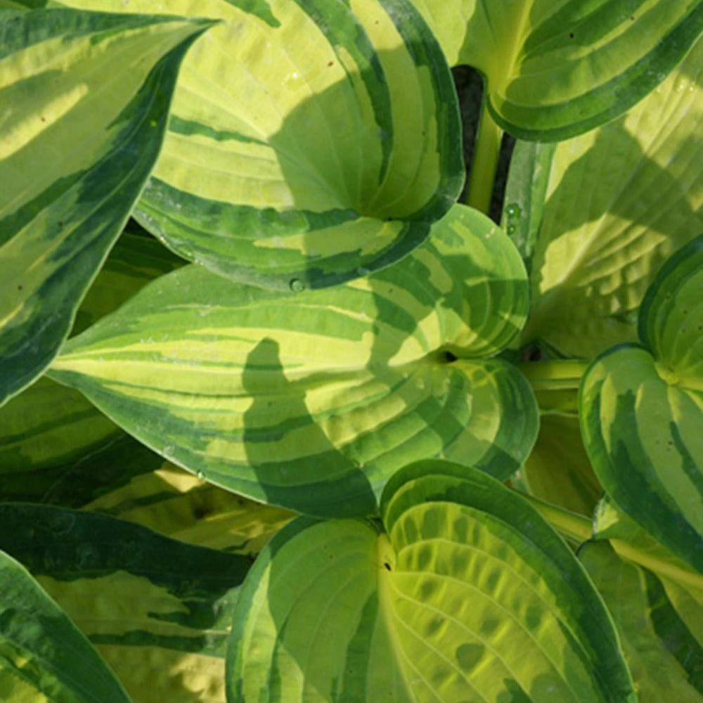Hosta Great Expectations