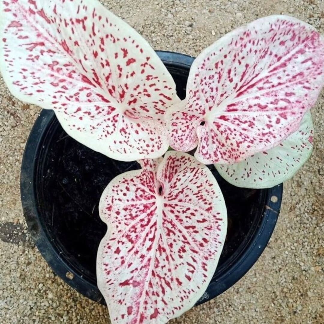 N'importe quel merveilleux Caladium à dominante rose 
