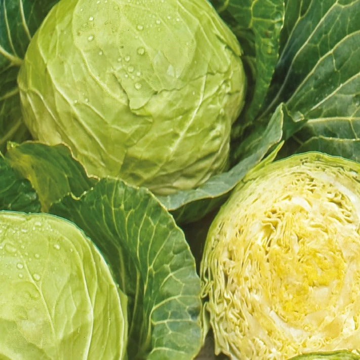 Chou cabus blanc Roem van Enkhuizen 3 Bio