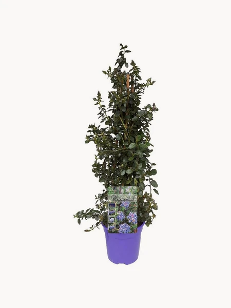 Plante d'intérieur Ceanothus