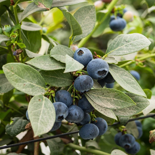 Myrtillier Vitaminos