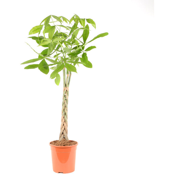 Pachira aquatica Ø 24 x H.130cm