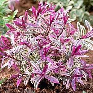 Hebe Breaker Heart | Evergreen Variegated Flower Shrub | 15-25cm (Pot Included) : Amazon.com.be: Garden