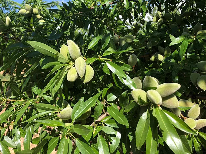 Almendro Vairo - Agroforestales ESLA