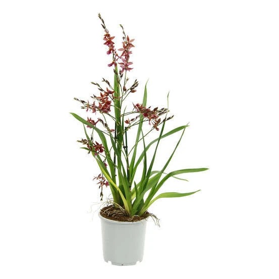 Orchidée Cambria 1 tige - pot D.11 cm