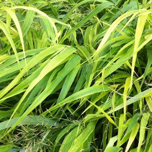 Herbe du Japon