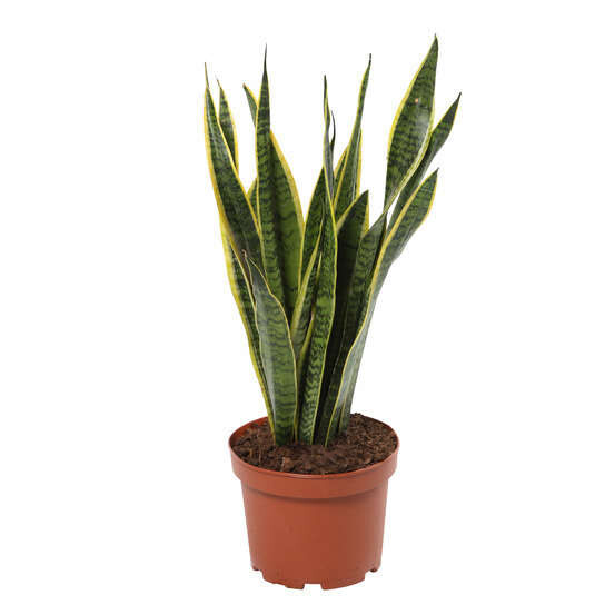 Langue de belle-mère : H.80cm, pot