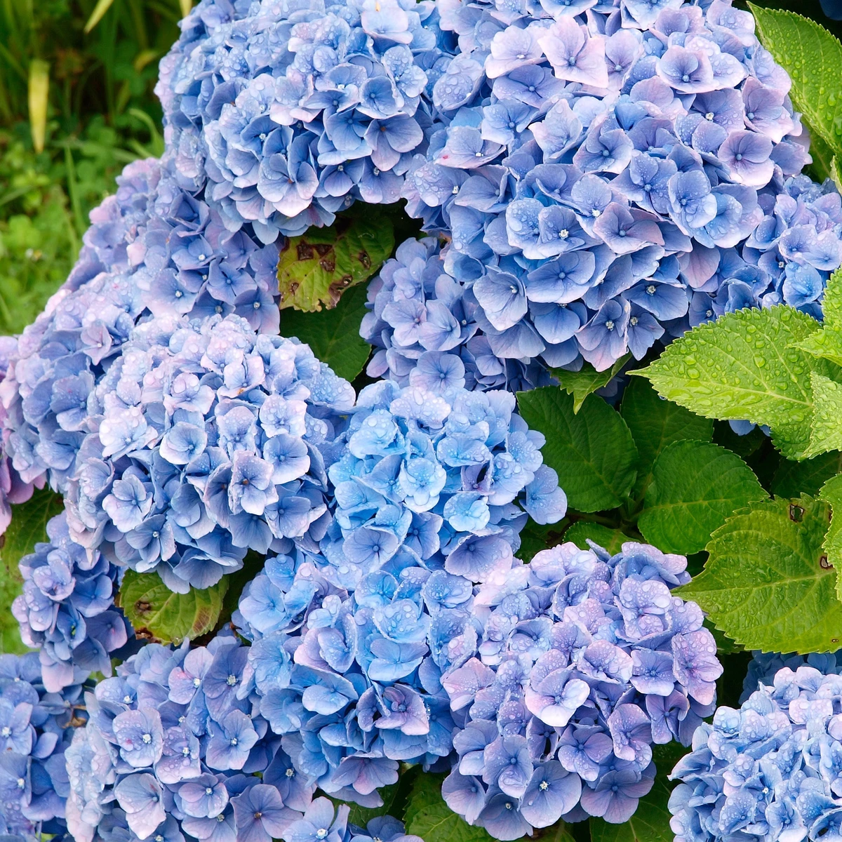 Hortensia bleu