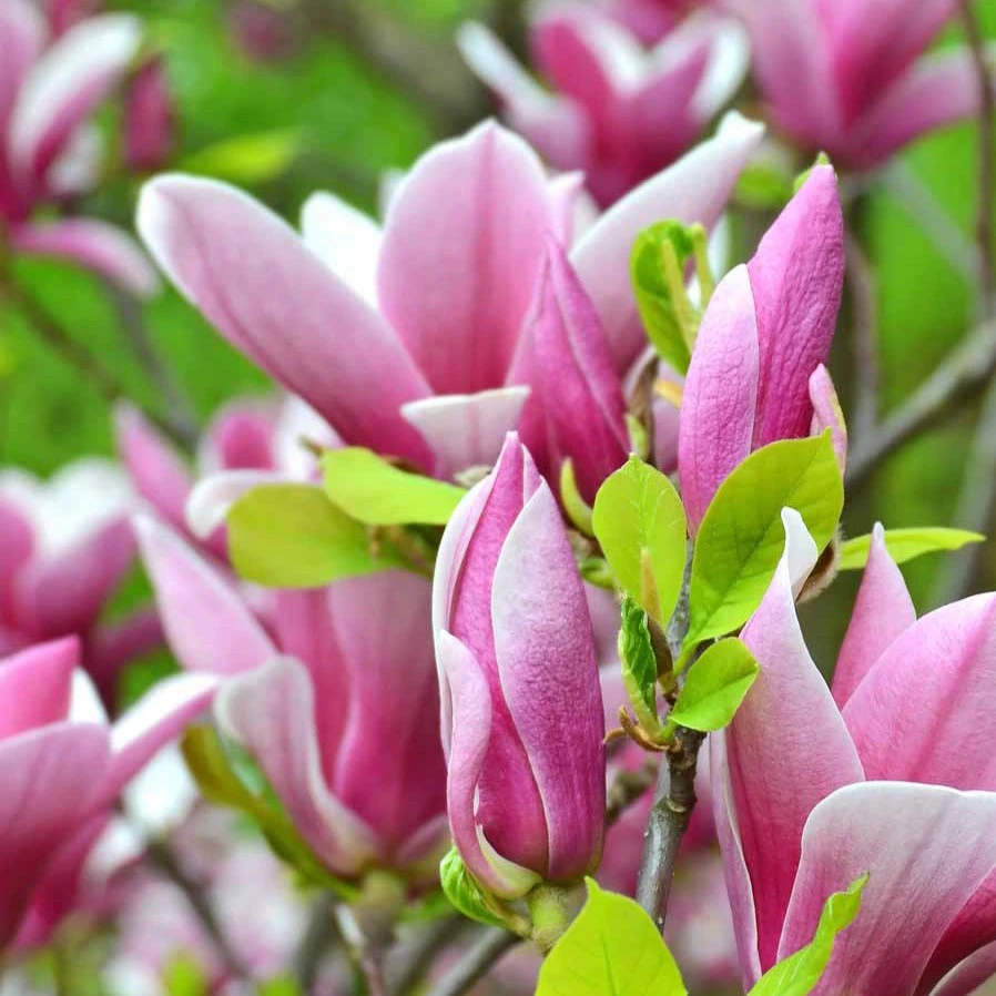 Magnolia de Soulange