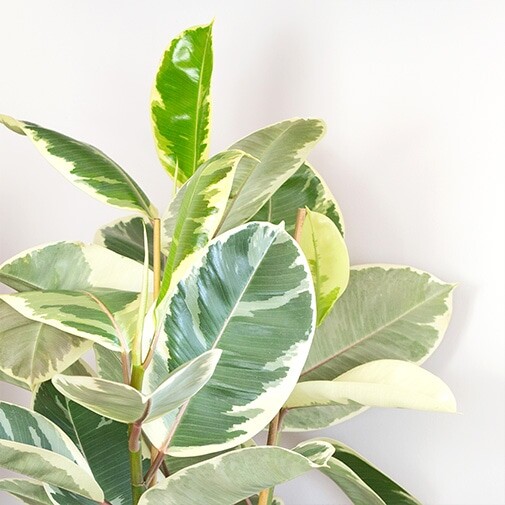 Ficus elastica