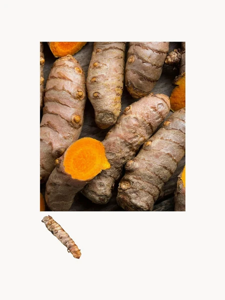 2 Bulbes de fleurs Curcuma Longa