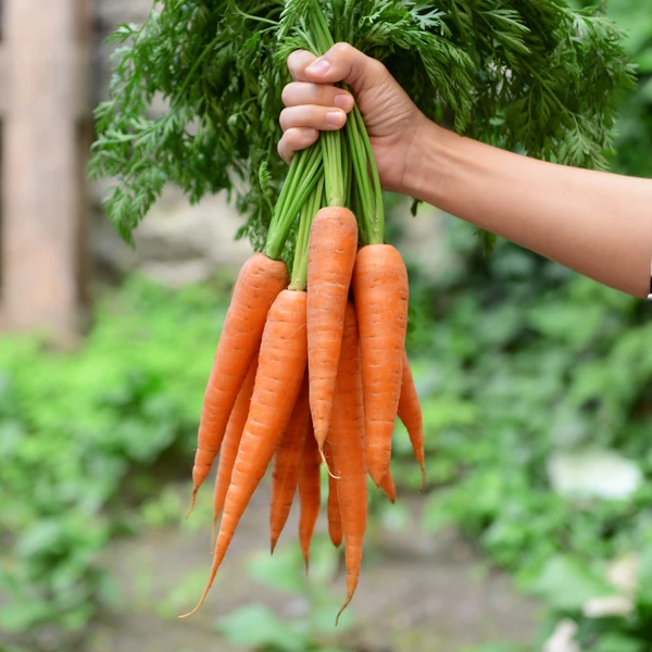 Bac potager