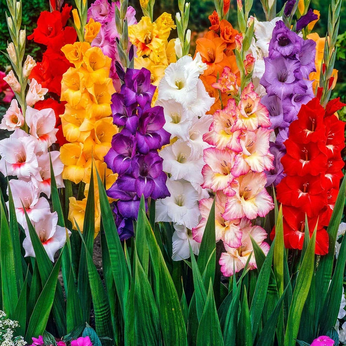 Glaïeul à grandes fleurs - Mélange