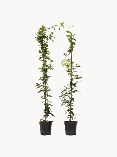 Plantes Jasmin de Toscane (lot de 2)