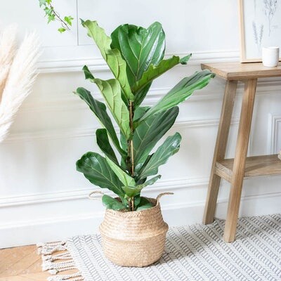 Ficus lyrata - Commander des plantes vertes en livraison partout en France | Bergamotte
