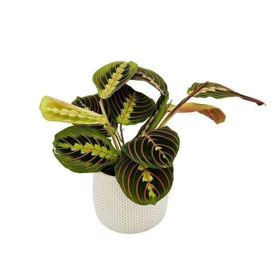 Maranta tricolor' : pot céramique D15cm