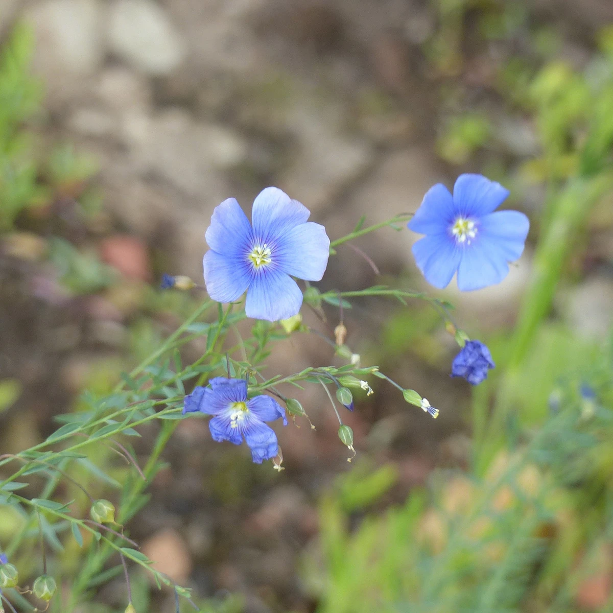 Lin vivace bleu