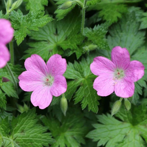 Géraniums des marais