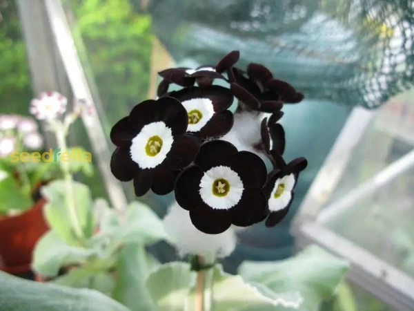 Graines de fleurs noires de Primula Auricula - Plantation facile