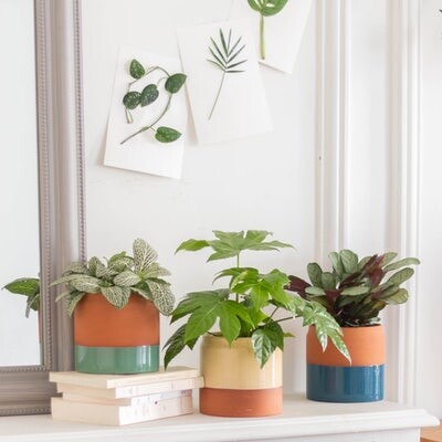 Assortiment de plantes Alfred - Commander des plantes vertes en livraison partout en France | Bergamotte