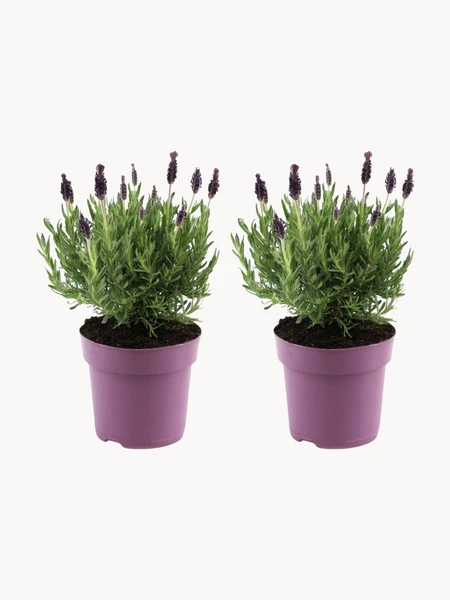 Plantes en pot Lavande, 2 pièces
