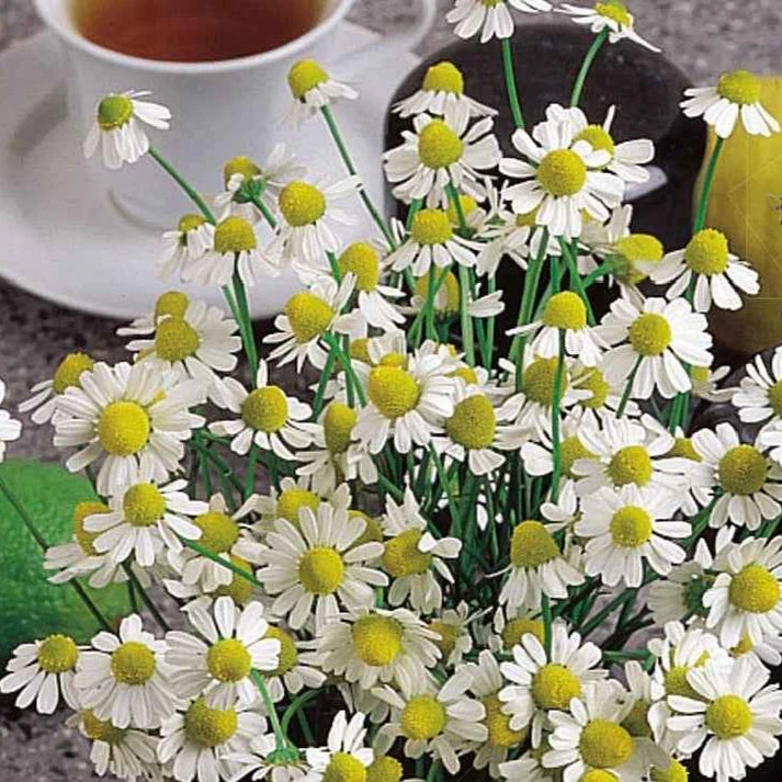 Camomille Allemande Bio