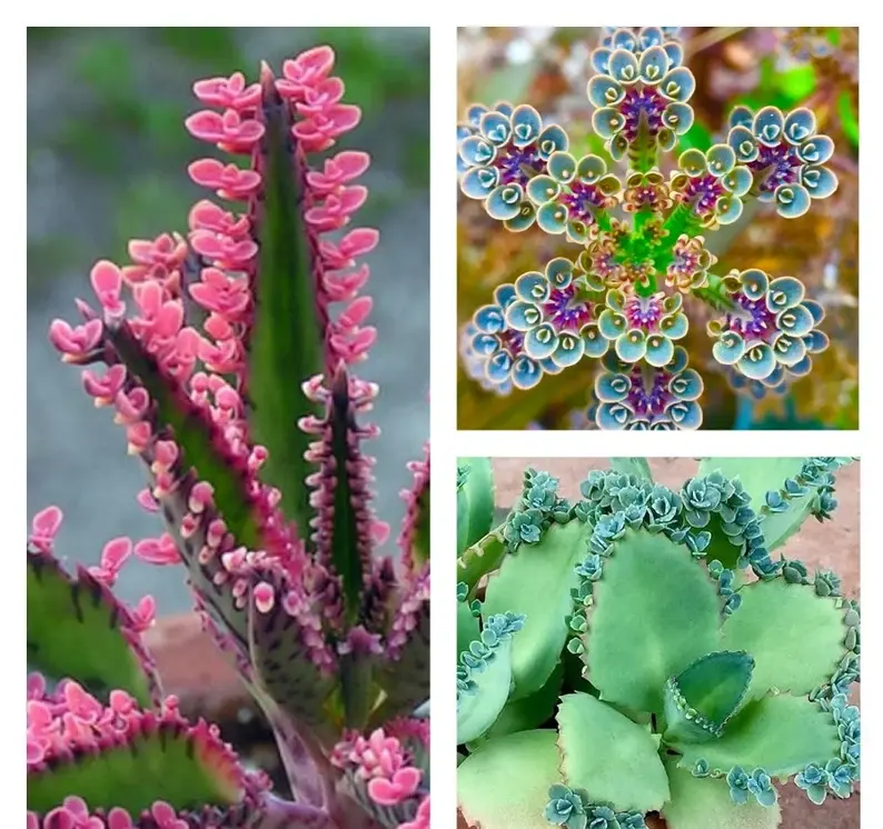 Forfait 12 plantes, 3 types de Kalanchoe, mère de milliers, mère de millions, idée cadeau, 12 plantes minuscules, expédition rapide
