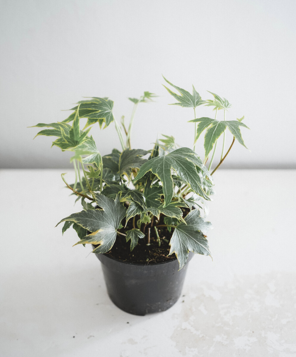 Hedera I Maison Bouture
