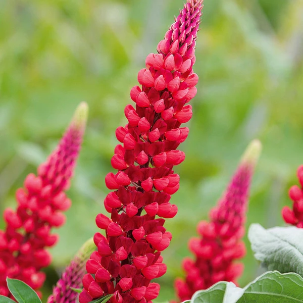 3 Lupins rouges