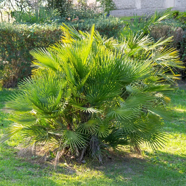 Palmier de jardin