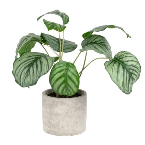 Plante artificielle Calathéa | Maisons du Monde