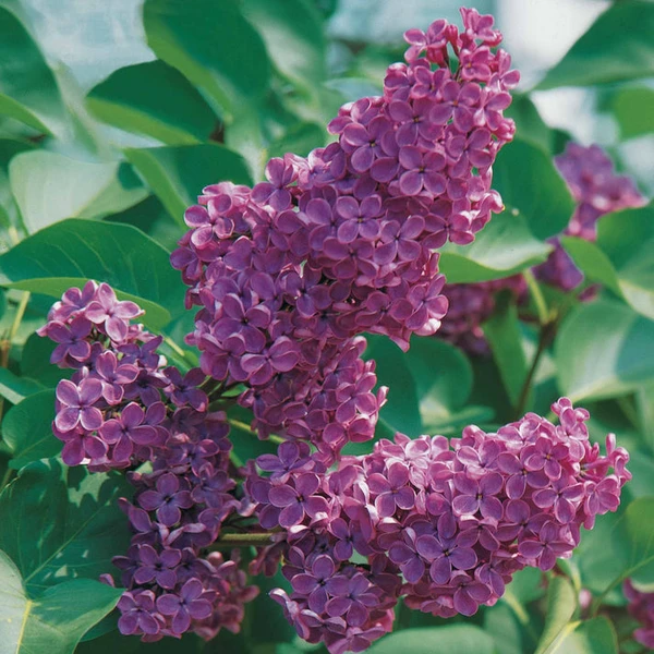 Lilas commun