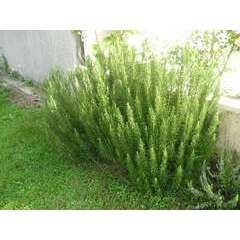 ROMARIN (Rosmarinus Officinalis), Godet 15/30 cm