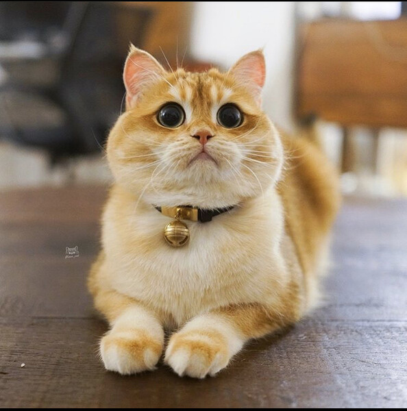 Pisco le ti chat mignon
