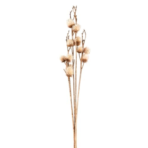Bouquet de chardons séchés | Maisons du Monde