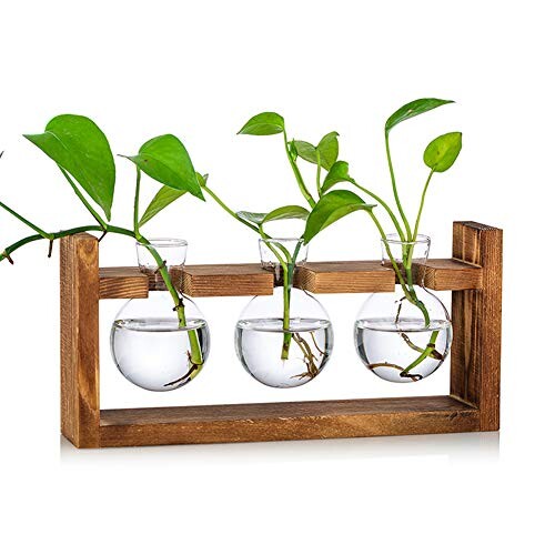 Station De Propagation 3 Pcs Ampoule Vase D'avocat Vase En Verre De Gland Pour Fleurs Terrarium Pot Planteur Avec Support De Support En Bois Pour Plantes D'eau Verte Adapté Pour La Maison Cuisine Tabl