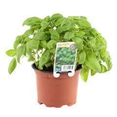 Basilic grandes feuilles : Ctr 0,8 litre