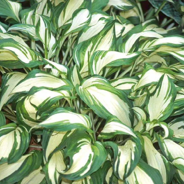 Hosta Undulata - Le pot de 9 x 9 cm