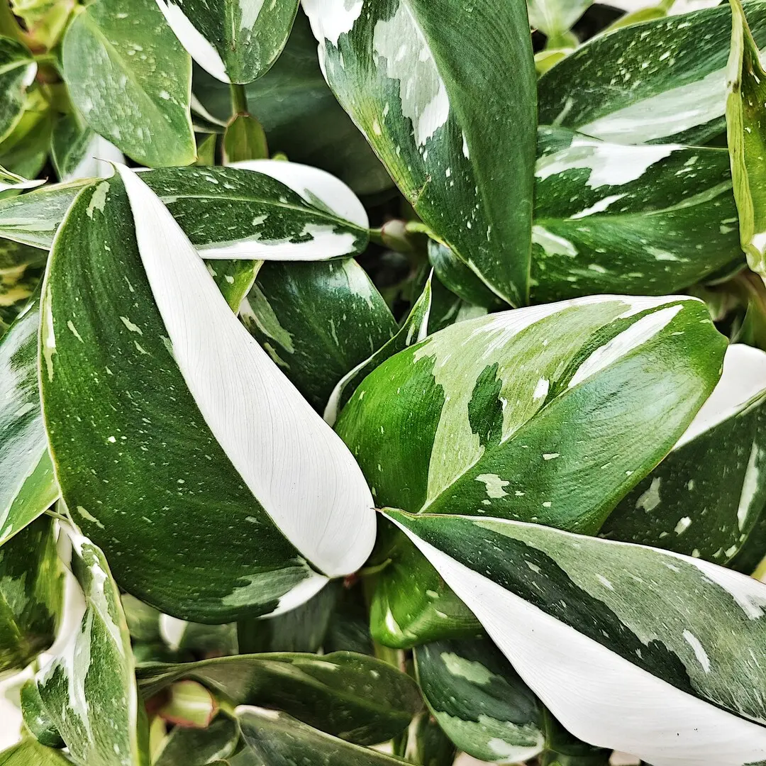 Philodendron White Princess 5 Leaf Cup- Rare Philodendron with Lots of White- Easy Plant in the Family Araceae