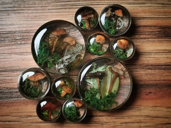 Enchanted forest, moss and mushrooms plugs. FOR PAIR. 10mm and up